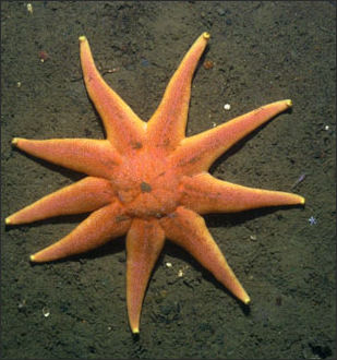 20110307-NOAA star sunstar 2461043_100.jpg
